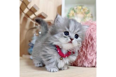 成約済の長野県のミヌエット-36231の4枚目