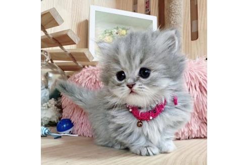 成約済の長野県のミヌエット-36231の3枚目