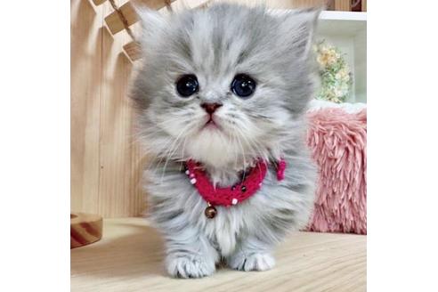 成約済の長野県のミヌエット-36231の5枚目