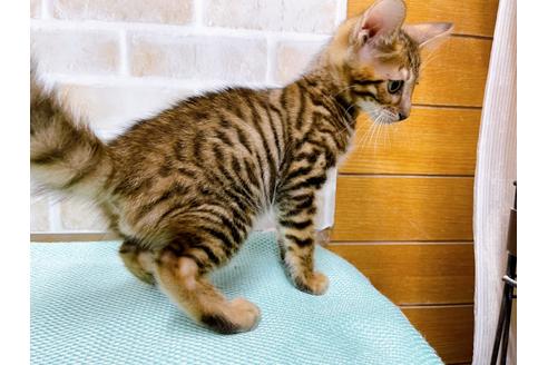 成約済の東京都のトイガー-36449の10枚目