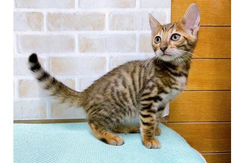 成約済の東京都のトイガー-36449の12枚目