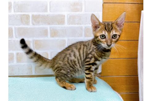 成約済の東京都のトイガー-36449の13枚目