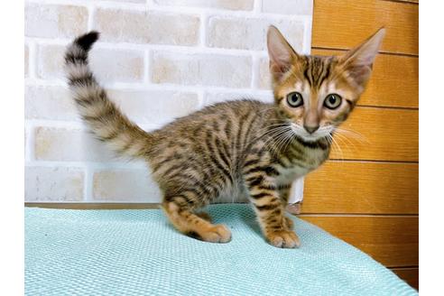 成約済の東京都のトイガー-36449の14枚目