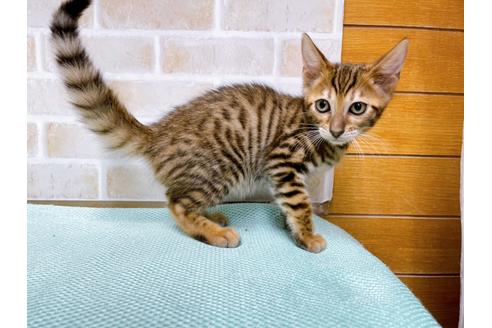 成約済の東京都のトイガー-36449の15枚目