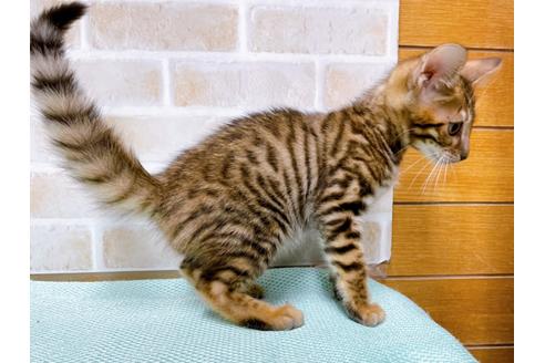 成約済の東京都のトイガー-36449の9枚目