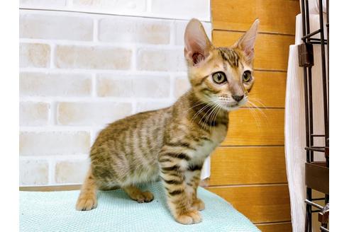 成約済の東京都のトイガー-36450の17枚目