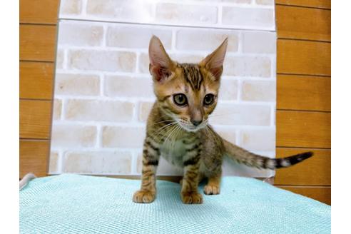 成約済の東京都のトイガー-36450の15枚目