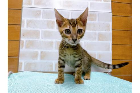 成約済の東京都のトイガー-36450の14枚目