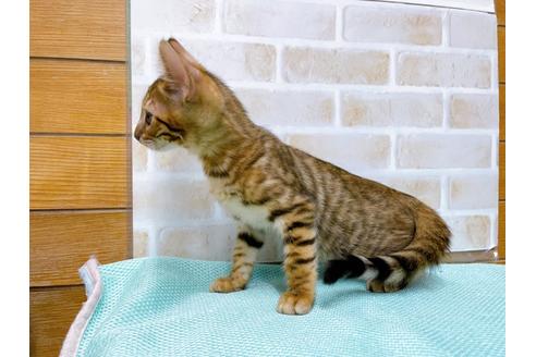 成約済の東京都のトイガー-36451の6枚目