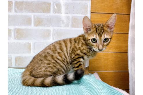 成約済の東京都のトイガー-36451の8枚目