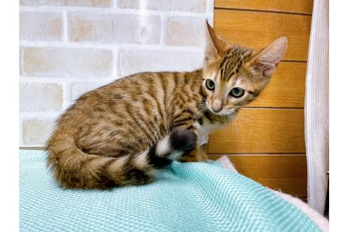 成約済の東京都のトイガー-36451の9枚目