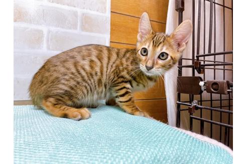 成約済の東京都のトイガー-36451の10枚目