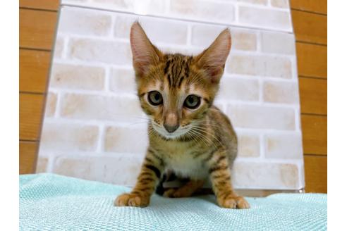 成約済の東京都のトイガー-36451の11枚目