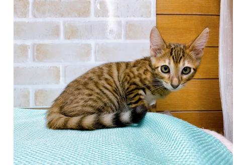 成約済の東京都のトイガー-36451の12枚目