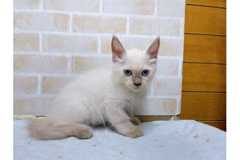 成約済の東京都のラグドール-36456の4枚目