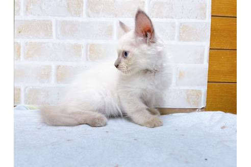 成約済の東京都のラグドール-36456の5枚目