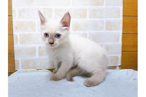 成約済の東京都のラグドール-36456の2枚目