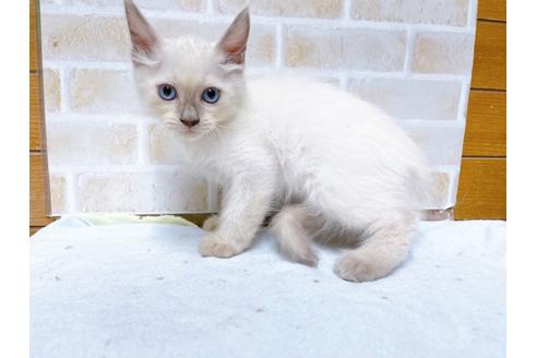 成約済の東京都のラグドール-36456の3枚目