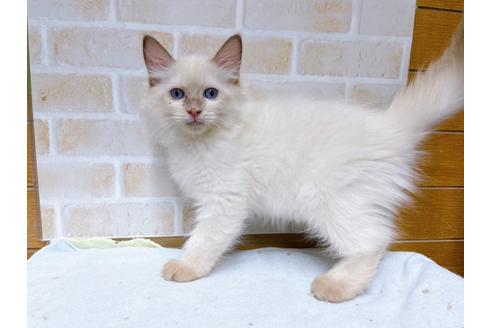 成約済の東京都のラグドール-36455の1枚目