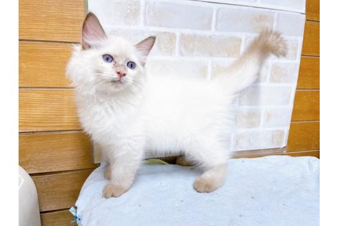 成約済の東京都のラグドール-36455の6枚目