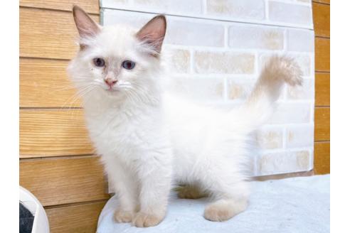 成約済の東京都のラグドール-36455の7枚目