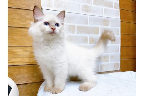 成約済の東京都のラグドール-36455の2枚目