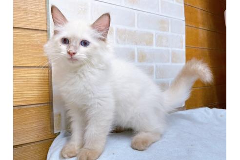 成約済の東京都のラグドール-36455の3枚目