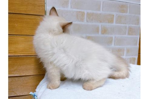 成約済の東京都のラグドール-36455の4枚目