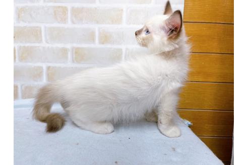 成約済の東京都のラグドール-36455の5枚目