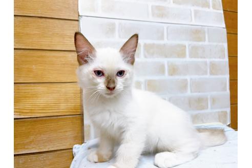 成約済の東京都のラグドール-36454の2枚目