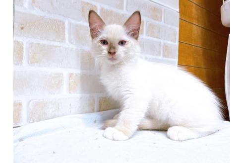 成約済の東京都のラグドール-36454の1枚目