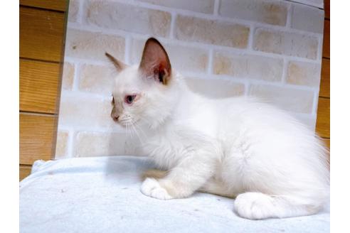 成約済の東京都のラグドール-36454の3枚目