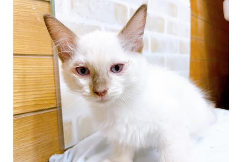 成約済の東京都のラグドール-36454の4枚目