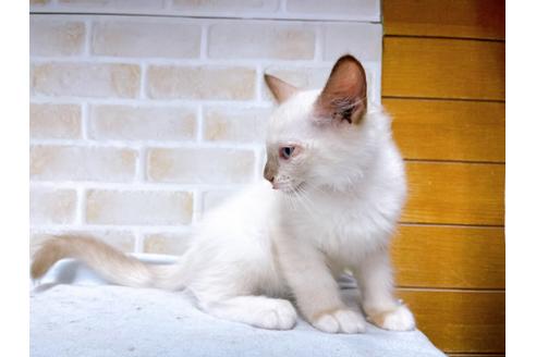 成約済の東京都のラグドール-36454の5枚目