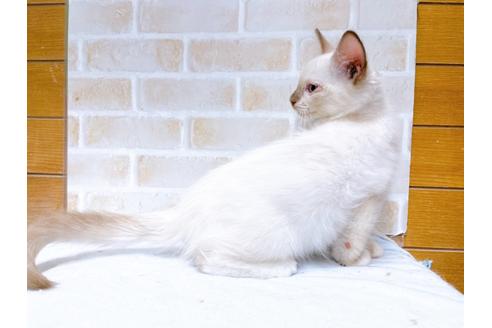 成約済の東京都のラグドール-36454の6枚目