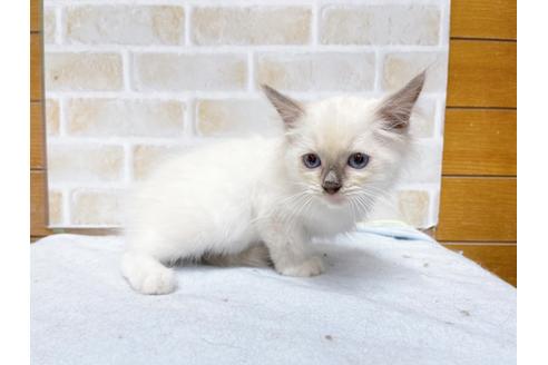 成約済の東京都のラグドール-36452の2枚目