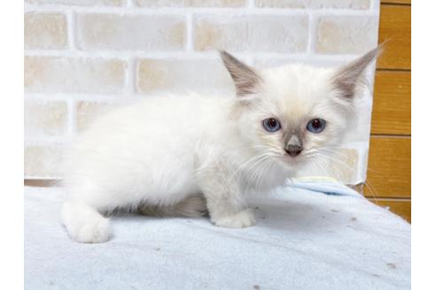 成約済の東京都のラグドール-36452の1枚目