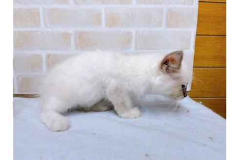 成約済の東京都のラグドール-36452の3枚目