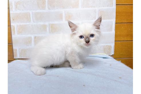 成約済の東京都のラグドール-36452の5枚目