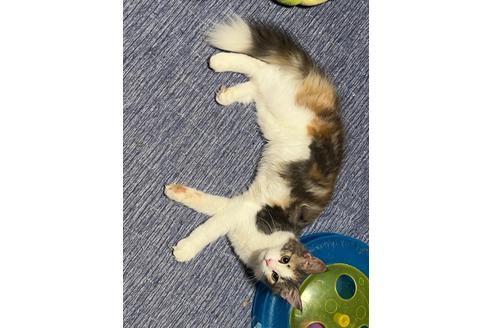 販売中の山口県のノルウェージャンフォレストキャット-24759の3枚目