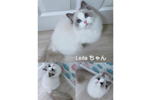 Leila ちゃん1枚目