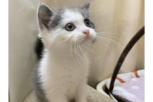 成約済の茨城県のスコティッシュフォールド-36221の3枚目