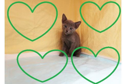 成約済の東京都のロシアンブルー-36438の1枚目