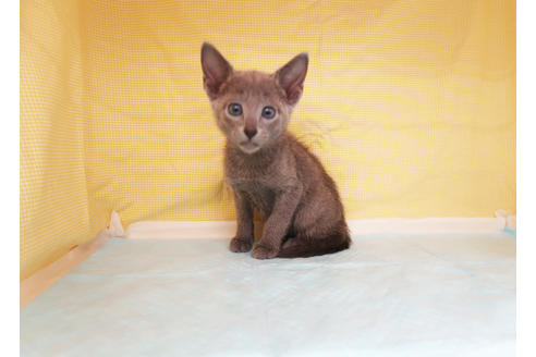 成約済の東京都のロシアンブルー-36438の3枚目