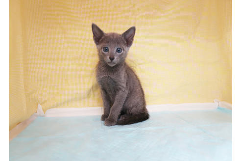 成約済の東京都のロシアンブルー-36438の2枚目