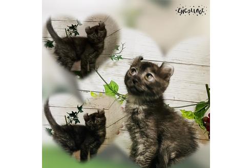 成約済の埼玉県のアメリカンカール-36553の1枚目