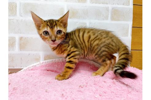 成約済の東京都のトイガー-36742の7枚目