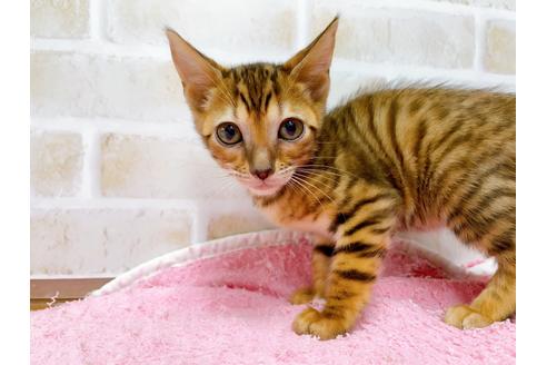 成約済の東京都のトイガー-36742の8枚目