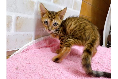 成約済の東京都のトイガー-36742の9枚目