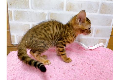 成約済の東京都のトイガー-36742の10枚目